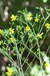 Kidneyleaf rosinweed